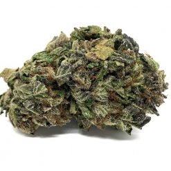 Purple Kush