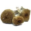 Golden Teacher