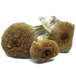 Golden Teacher