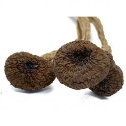 Mexican Cubensis