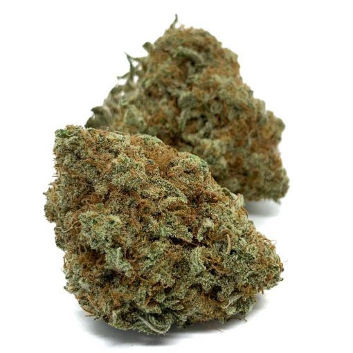 OG Shark - Image 2