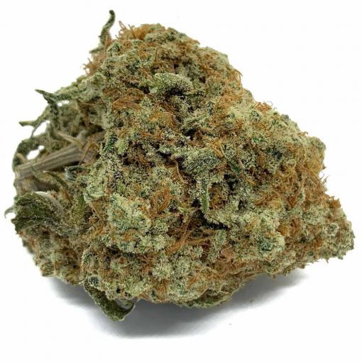 OG Shark