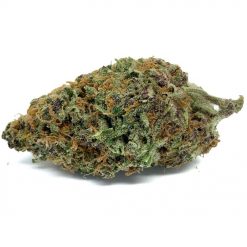 Purple Queen