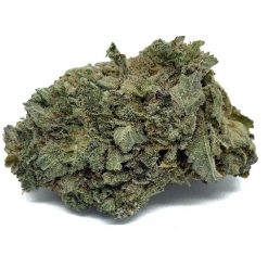 Sensi Star