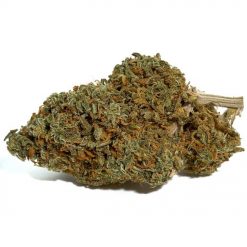 Utopia Haze